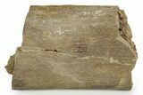 Hadrosaur (Edmontosaurus) Rib Section - Wyoming #378377-1
